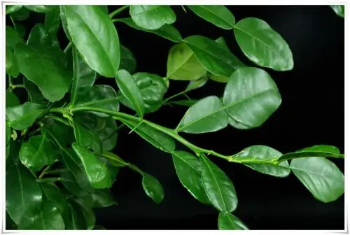 单身复叶,油点多,厚纸质,叶身及翼叶边缘有细钝裂齿,叶身卵形,长3-5