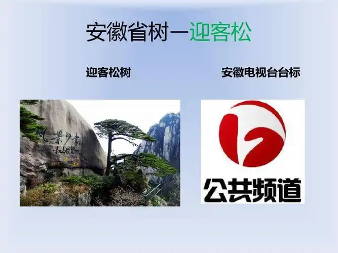 安徽省树—迎客松 迎客松树 安徽电视台台标