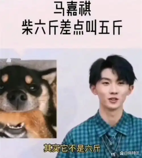 马嘉祺的柴犬为什么要叫六斤