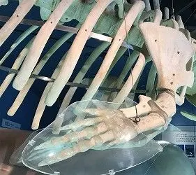 大学,东京大学等学校合作进行学术研究,内容相当广,如虎鲸的发情期