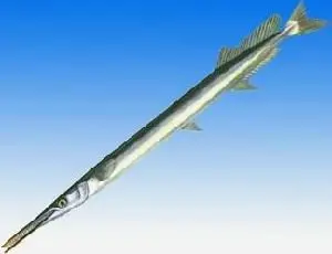 大圆颌针鱼 介绍