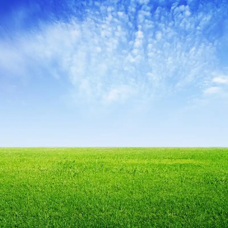 青草蓝天,新鲜的绿草和蓝蓝的天空背景