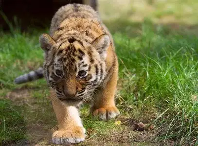 虎崽在玩耍虎崽4天搞笑虎崽虎崽5个月睡觉可爱的小老虎. 小虎崽子.