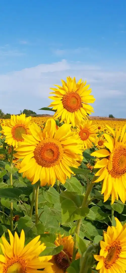 大爱的壁纸 - 华为p系列 花粉俱乐部