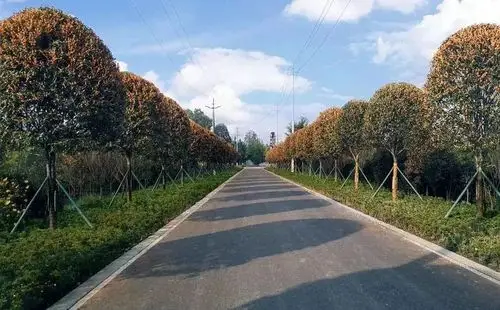 成都桂花地图上线能看又能吃