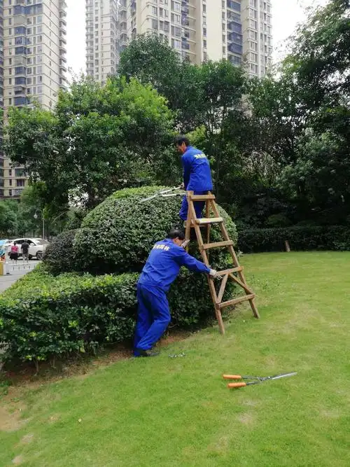 灌木修剪篇