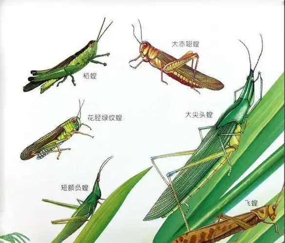 蝗灾后往往是严重的饥荒为何人们不吃蝗虫来渡过难关