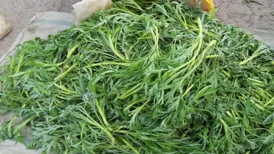 柳蒿的营养特别丰富,种植也特别简单,好好种一定能大卖