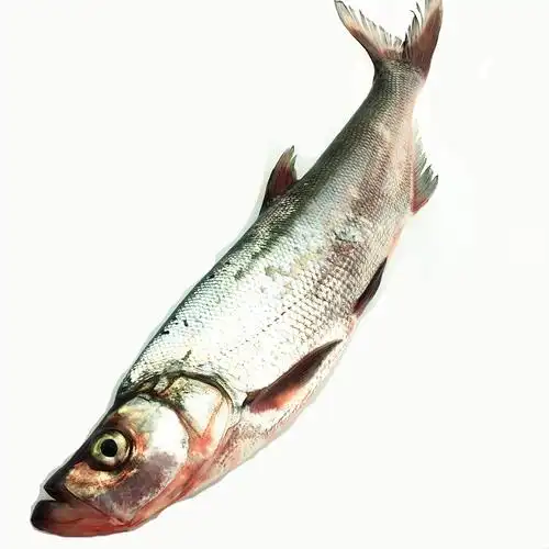 翘嘴白鱼翘嘴白翘嘴鲌大白鱼翘嘴巴大白刁子鱼现逮现