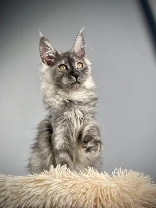 缅因猫缅因幼猫霸气烟灰妹妹蹲个新家