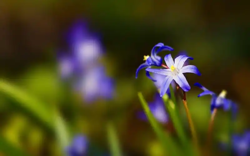 精致唯美的花卉图片桌面壁纸