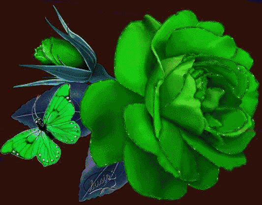 滴水,动态玫瑰花!