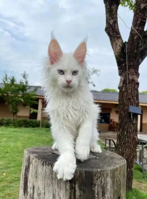 纯白色缅因猫