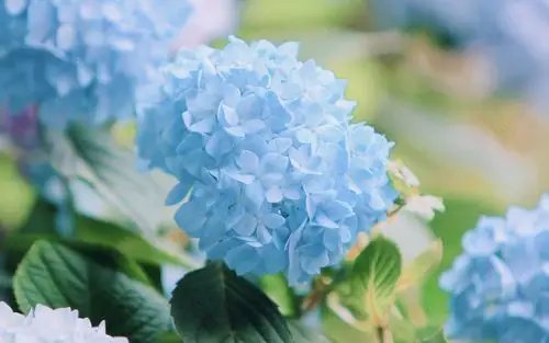 夏日小清新蓝色绣球花高清桌面壁纸