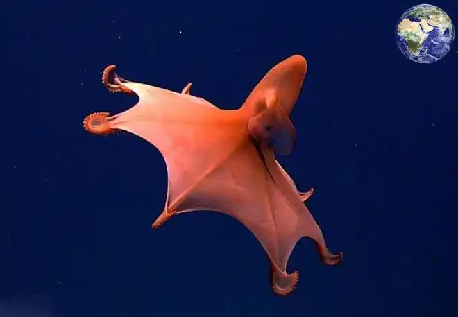 好在是自己有着章鱼家族与生俱来的八条触手,所以它们可以在深海里面