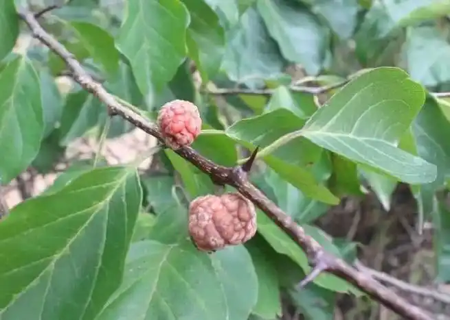 陈易玄##中国道家##中医养生