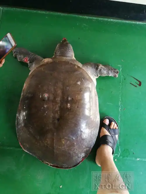湘江惊现30多斤重的大甲鱼市民惊呼很稀奇