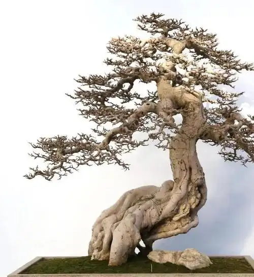 第十届中国盆景展"金奖"作品来了