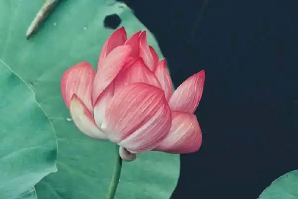 心境淡然的句子,保持淡然心态的句子 朋友圈 唯美句子 第1张