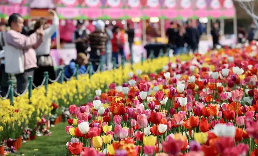 大宁公园50万株郁金香下周进入盛花期