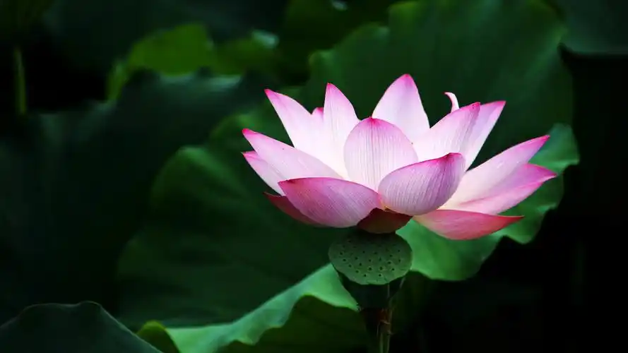 荷花桌面壁纸高清