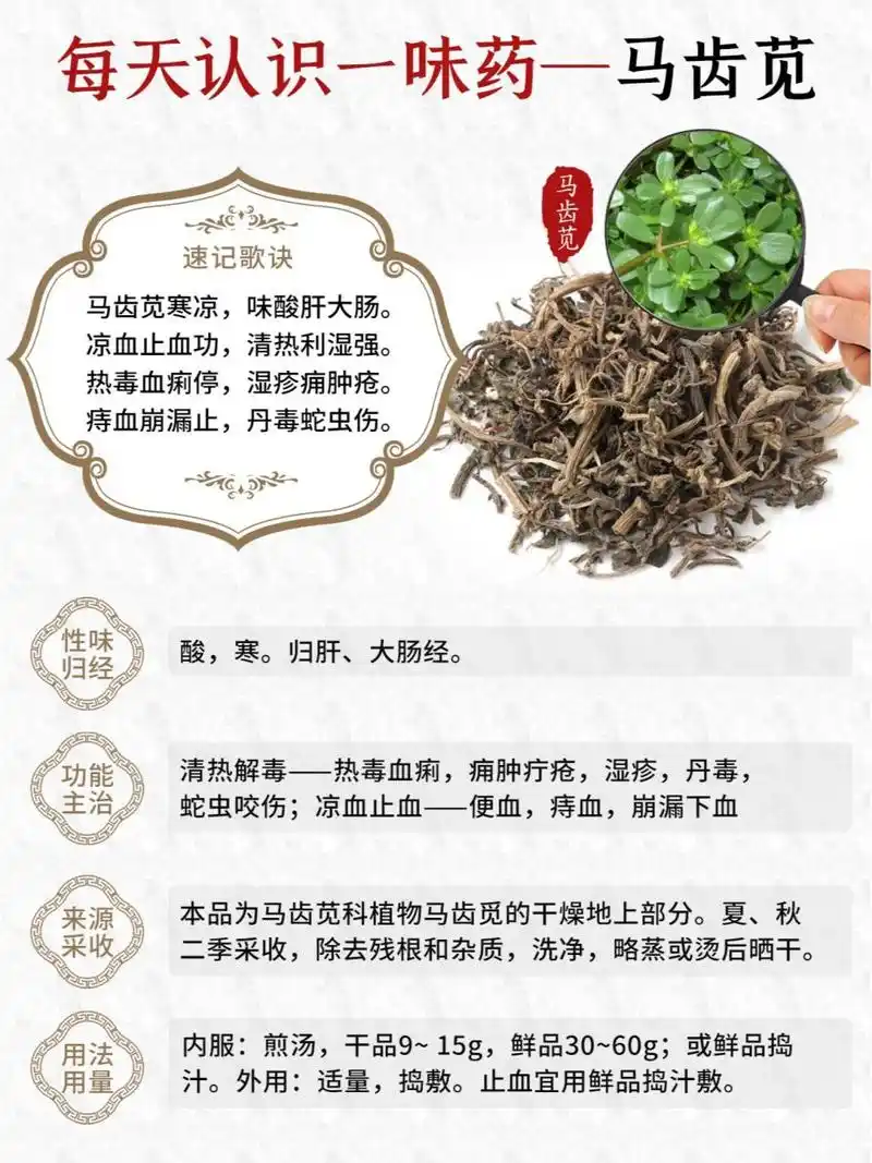 91别名	马齿菜,马苋菜,猪母菜,瓜仁菜,瓜子菜,长寿菜,马蛇子菜,马齿