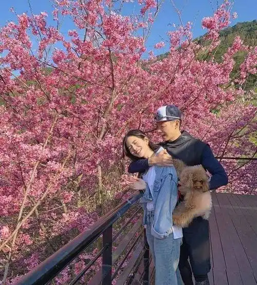 曾之乔晒赏樱照,与老公辰亦儒秀恩爱,空气里都是甜甜的味道_樱花_样子