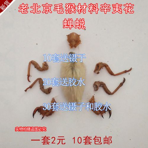 蝉蜕 野生 完整 老北京毛猴 手工diy 制作材料蝉蜕头肢辛夷花组合