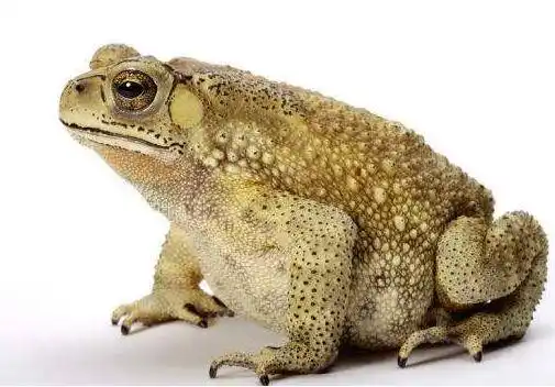 搞笑的笑话大全爆笑