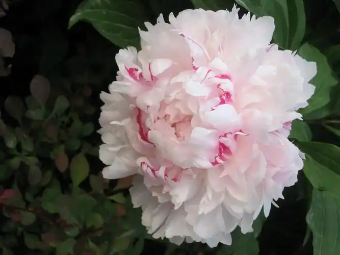 芍药花开满园香二