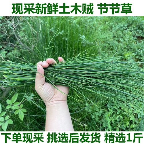 新鲜节节草野生土木贼草锁眉草笔杆草节骨草锉草问荆现采包邮1斤