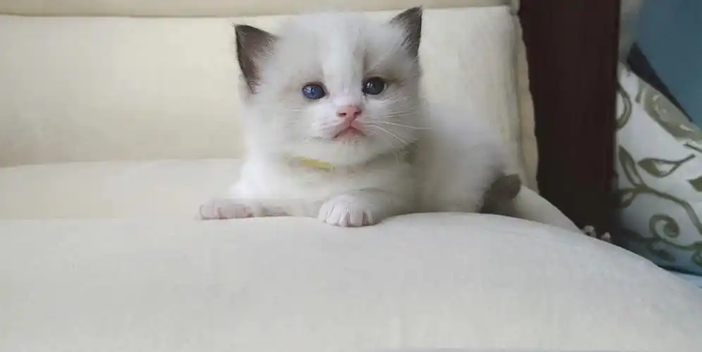 布偶小奶猫们的满月照