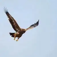 草原雄鹰微信头像_微信头像图片大全