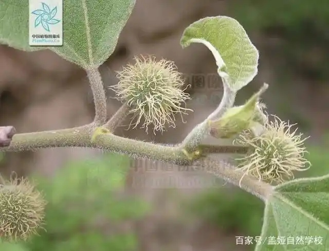构树的雌花长这样(来自中国植物图像库)