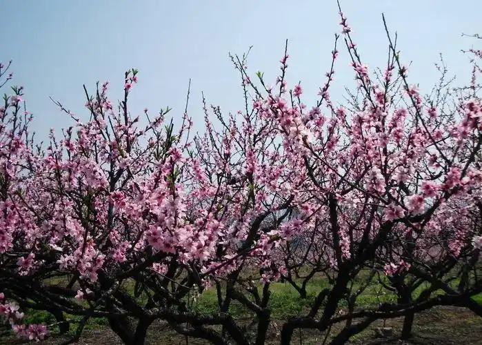 梅力更桃花节,门票免费送,赏十里桃花,定三生三世!