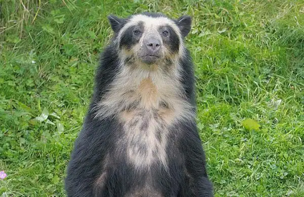 眼镜熊:南美唯一发现的熊亚种(长有眼镜状白圈)