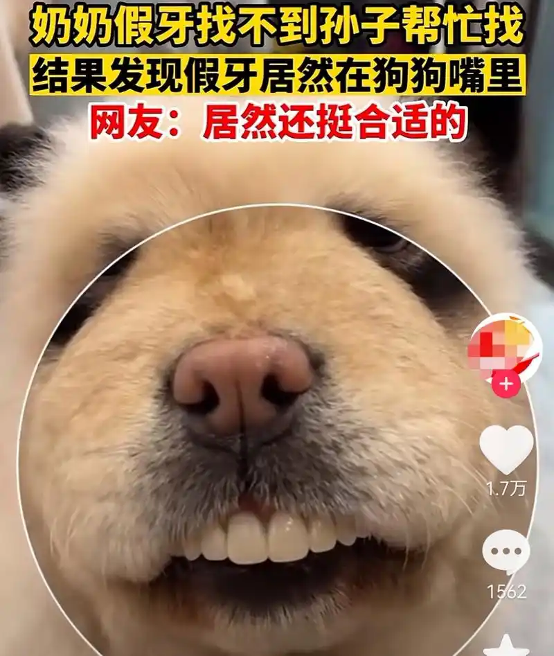 狗嘴里吐不出象牙,但是吐得出人牙.