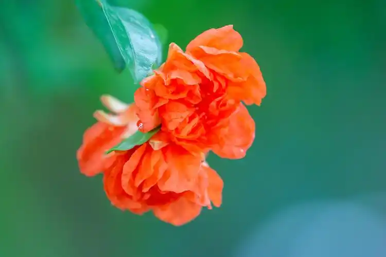 火红的石榴花-原创摄影作品-飞天资源论坛