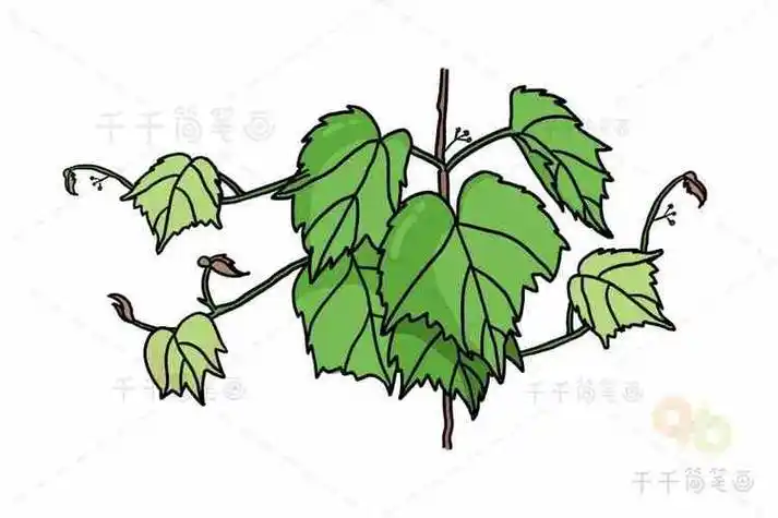 爬山虎简笔画开花的样子