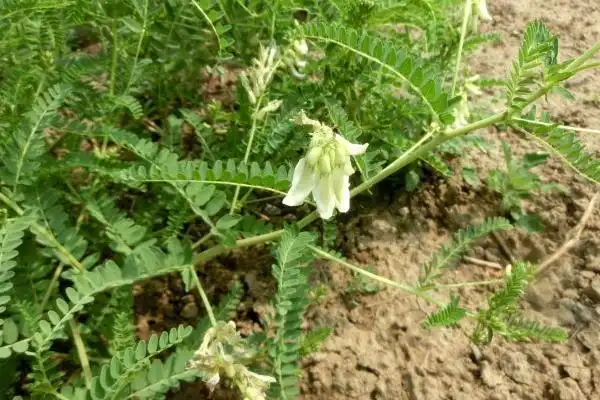 黄芩图片大全,黄芩是什么,黄芩简介