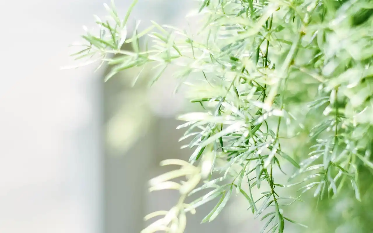 小清新绿色树叶唯美高清图片壁纸高清大图预览1920×1200_植物壁纸