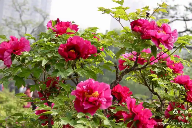 2019年五月一日早去迎泽公园牡丹园拍盛开的牡丹花,花期正旺,千姿百态