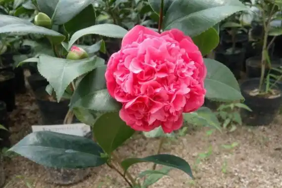 十个最香的茶花品种最香的茶花有什么品种2