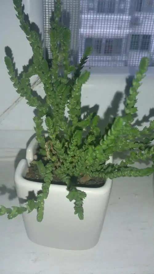 7 分钟前提问者采纳 青锁龙 别名:景天树,翡翠木 科属:景天科青锁龙