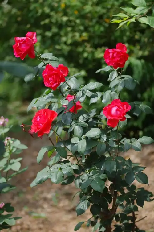 泉城公园拍得～月季花 - 美篇