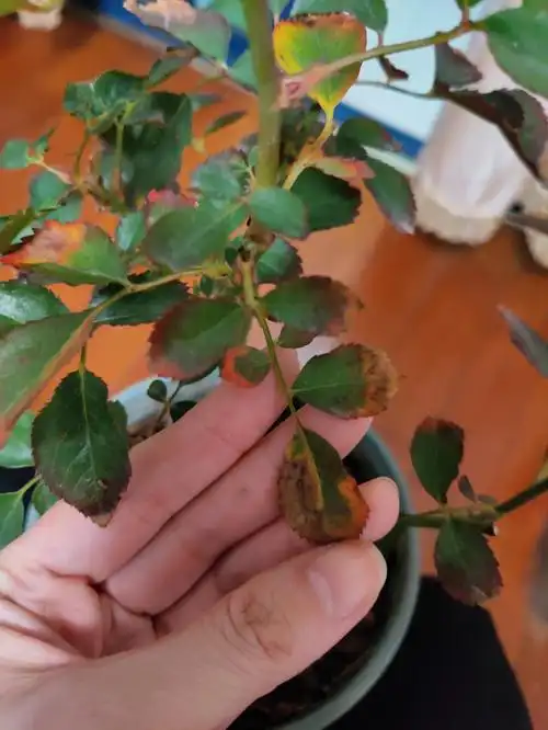 救命我的月季叶子咋了还五彩斑斓的呢