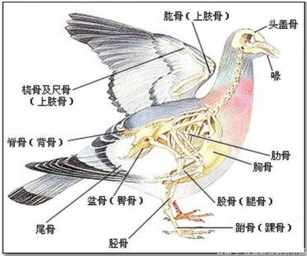 信鸽好不好,速度快不快,从耻骨就能鉴别