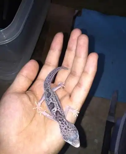 "守宫交易" 豹纹守宫雪花日食