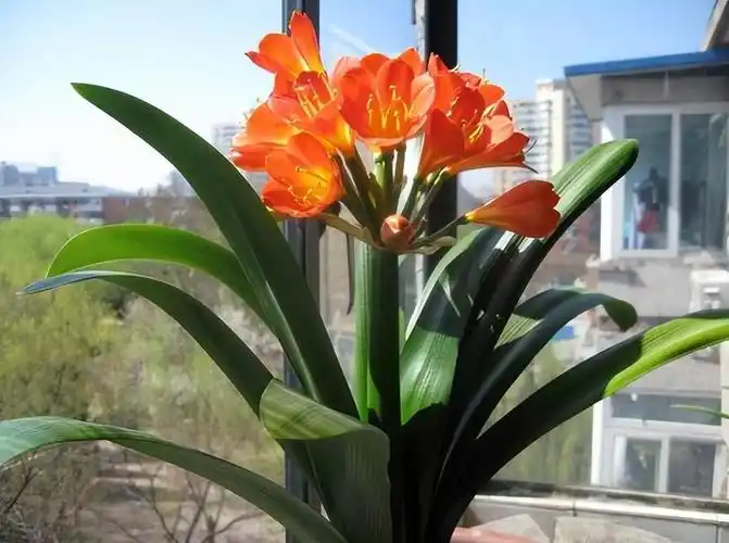 小知识:什么花代表健康平安吉祥的花语(家养3种花卉寓意健康长寿)-图1