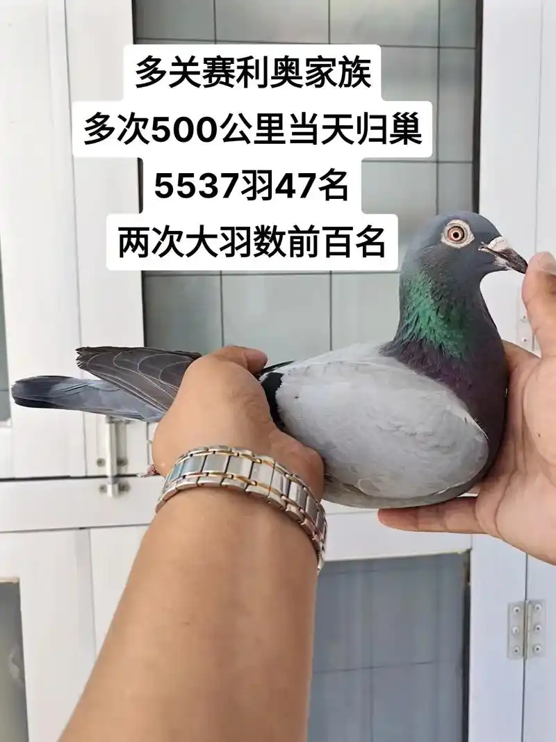 利奥003家族  精品多关500公里雌鸽.天凤鸽业-赵耀辉  - 抖音